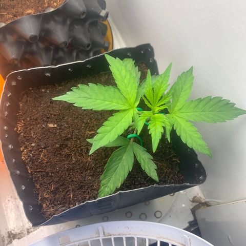 Purple Cokies growlog timeline photo