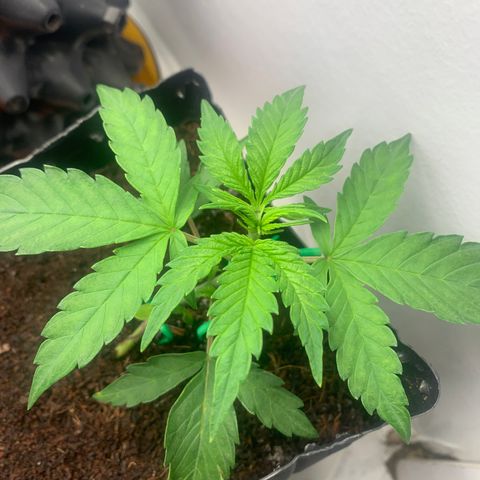 Purple Cokies growlog timeline photo
