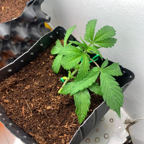 Purple Cokies growlog timeline photo