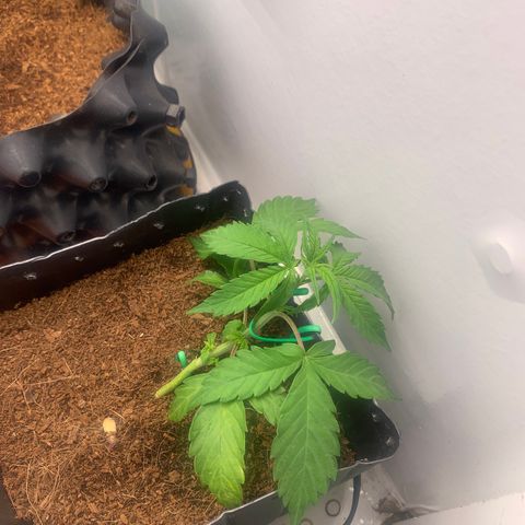 Purple Cokies growlog timeline photo