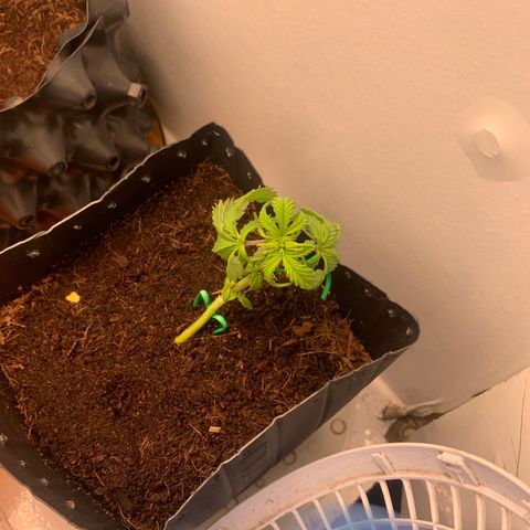 Purple Cokies growlog timeline photo