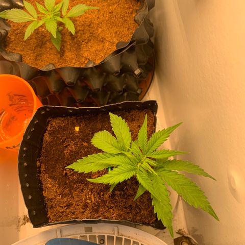 Purple Cokies growlog timeline photo