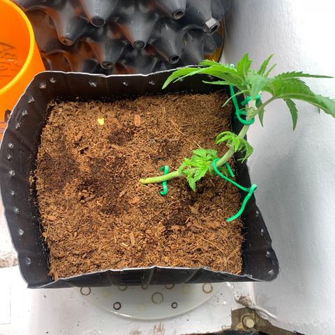 Purple Cokies growlog timeline photo
