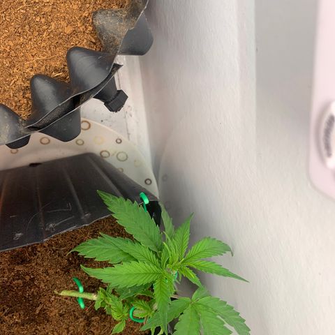 Purple Cokies growlog timeline photo