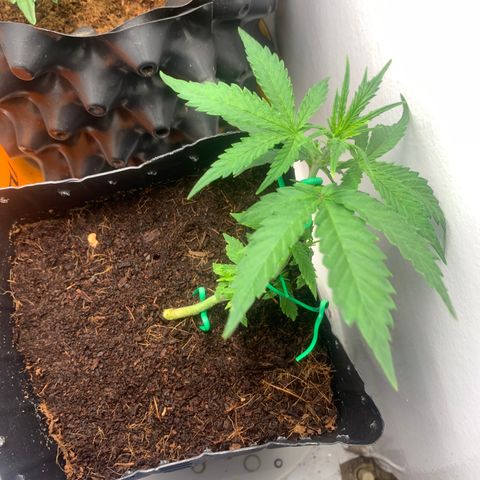 Purple Cokies growlog timeline photo