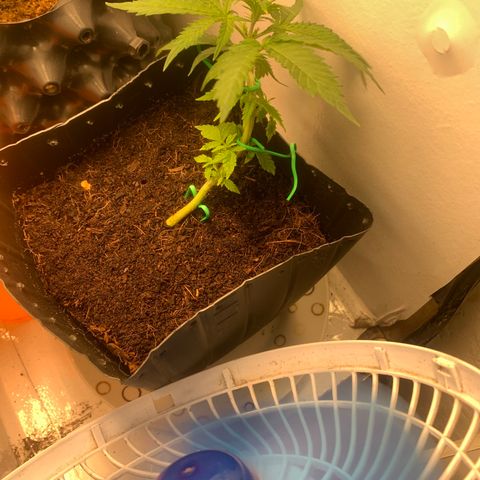 Purple Cokies growlog timeline photo