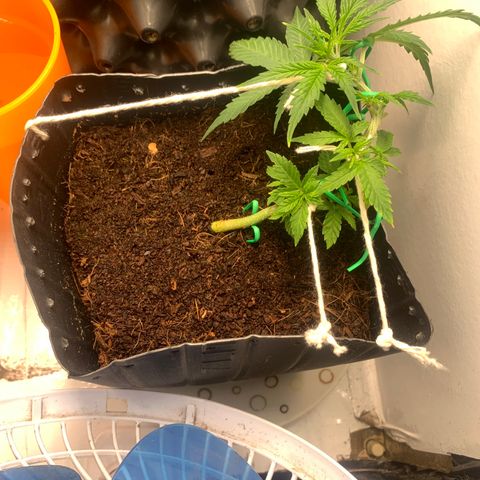 Purple Cokies growlog timeline photo