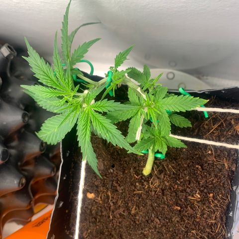 Purple Cokies growlog timeline photo