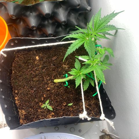 Purple Cokies growlog timeline photo