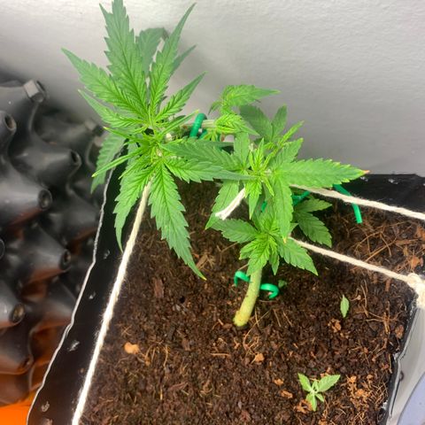 Purple Cokies growlog timeline photo