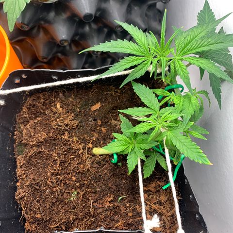 Purple Cokies growlog timeline photo