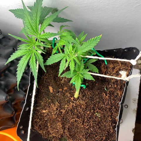 Purple Cokies growlog timeline photo