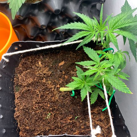 Purple Cokies growlog timeline photo