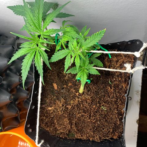Purple Cokies growlog timeline photo