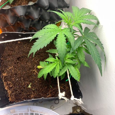 Purple Cokies growlog timeline photo