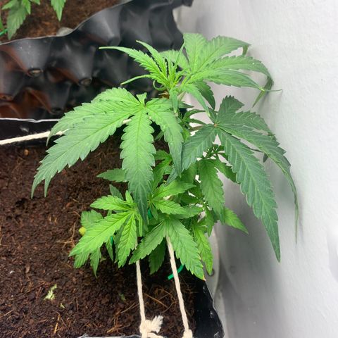 Purple Cokies growlog timeline photo