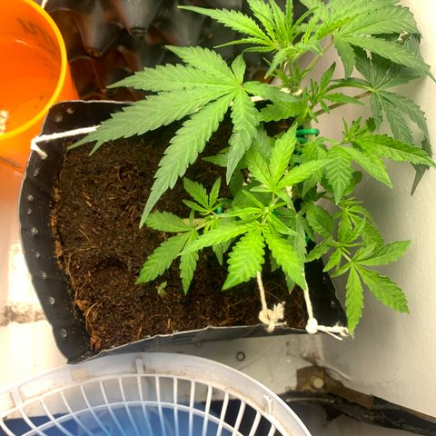 Purple Cokies growlog timeline photo