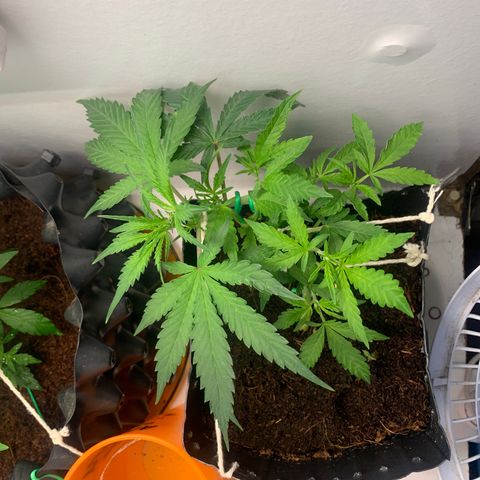 Purple Cokies growlog timeline photo