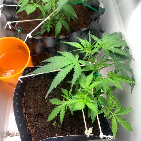 Purple Cokies growlog timeline photo