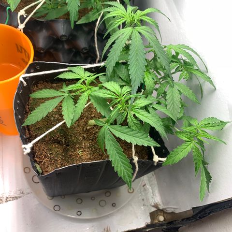 Purple Cokies growlog timeline photo
