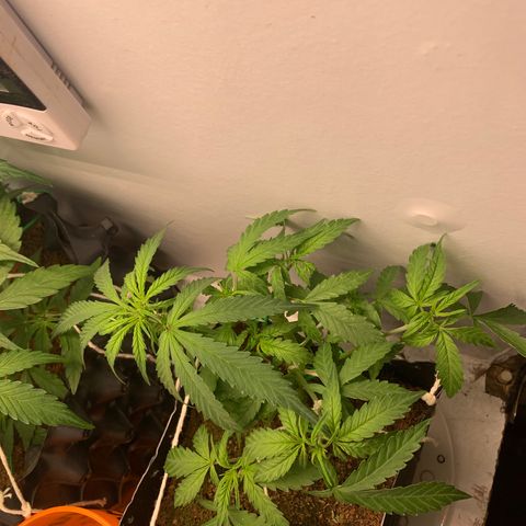Purple Cokies growlog timeline photo