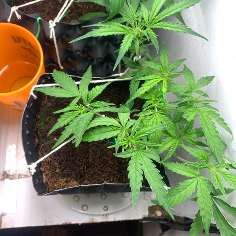 Purple Cokies growlog timeline photo