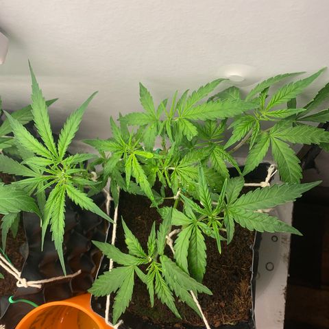 Purple Cokies growlog timeline photo