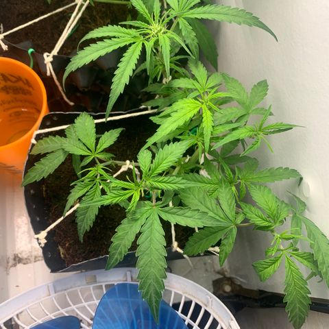 Purple Cokies growlog timeline photo