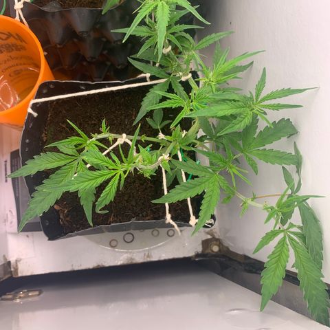Purple Cokies growlog timeline photo