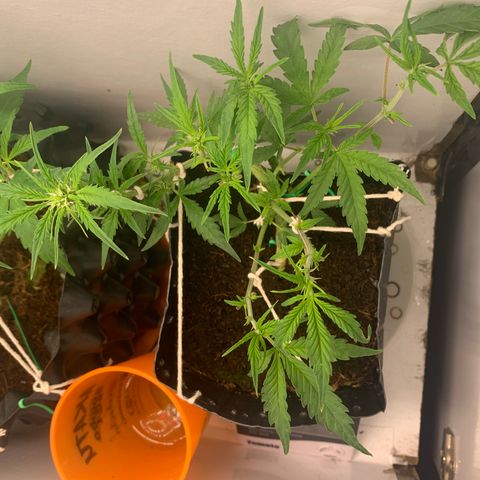 Purple Cokies growlog timeline photo