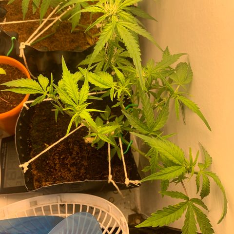 Purple Cokies growlog timeline photo