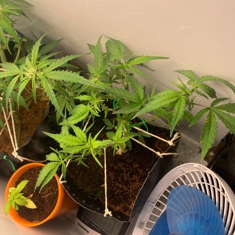Purple Cokies growlog timeline photo
