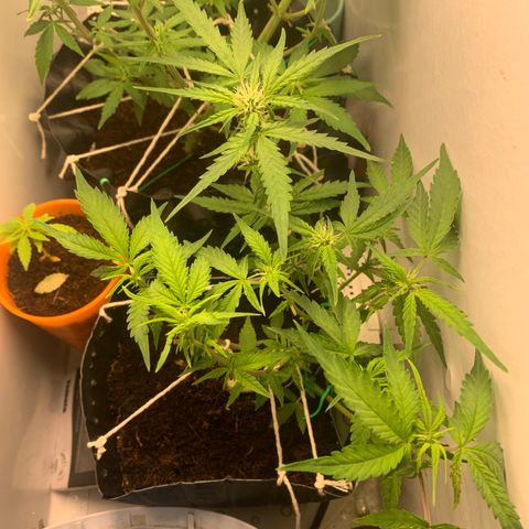 Purple Cokies growlog timeline photo
