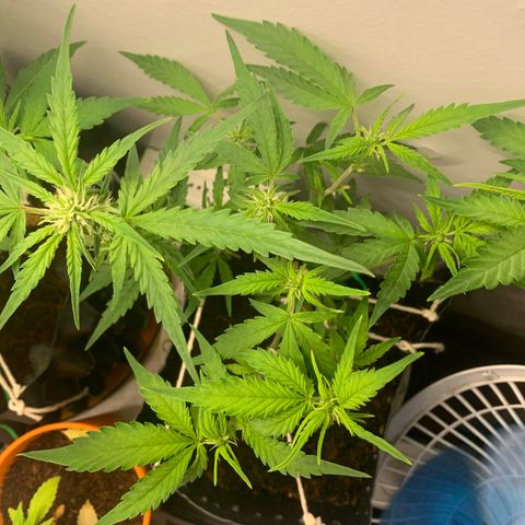 Purple Cokies growlog timeline photo