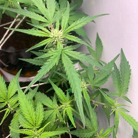 Purple Cokies growlog timeline photo