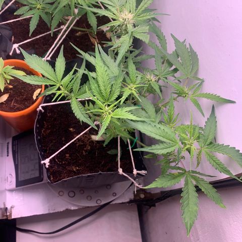Purple Cokies growlog timeline photo