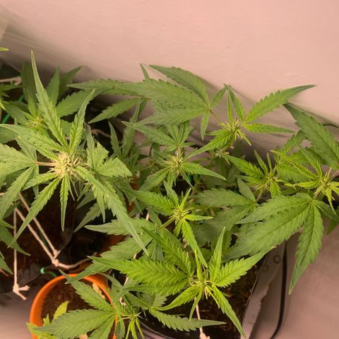 Purple Cokies growlog timeline photo