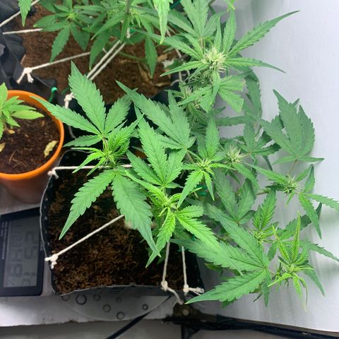 Purple Cokies growlog timeline photo