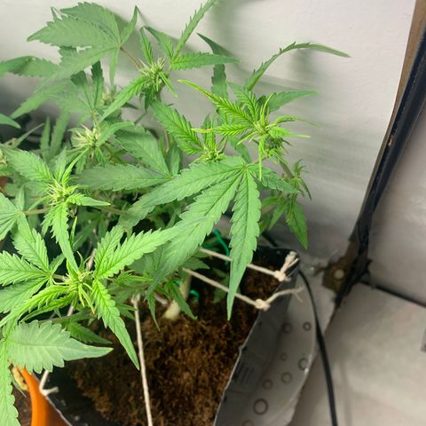Purple Cokies growlog timeline photo