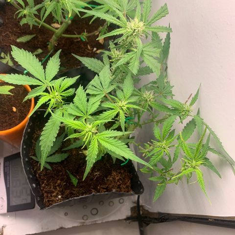 Purple Cokies growlog timeline photo