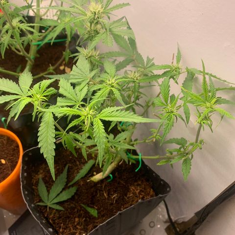 Purple Cokies growlog timeline photo