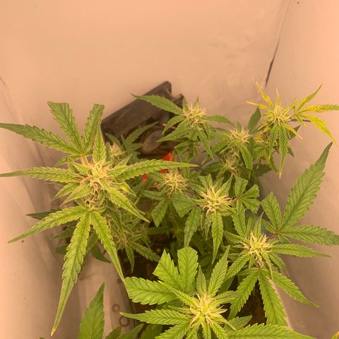 Purple Cokies growlog timeline photo