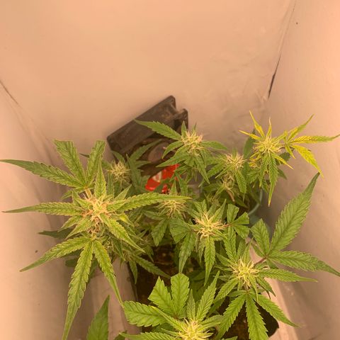 Purple Cokies growlog timeline photo