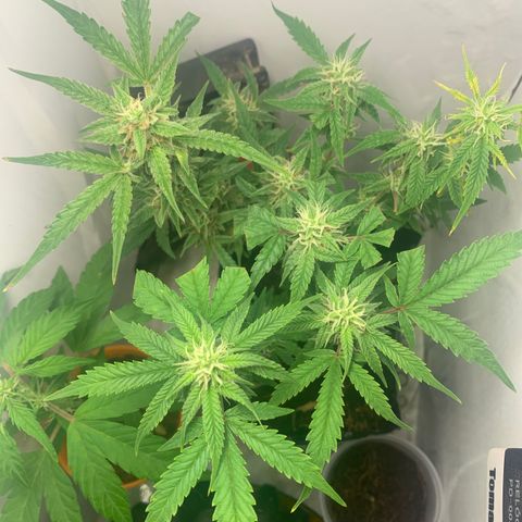 Purple Cokies growlog timeline photo