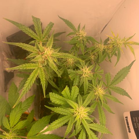 Purple Cokies growlog timeline photo