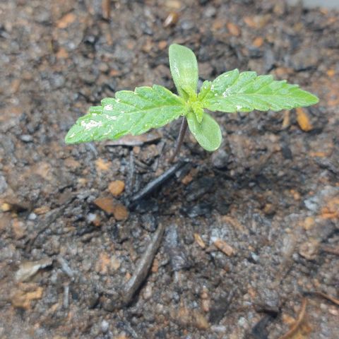 risoflora growlog timeline photo