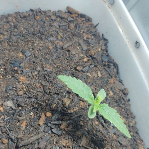 risoflora growlog timeline photo