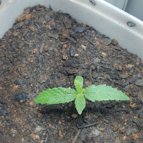 risoflora growlog timeline photo