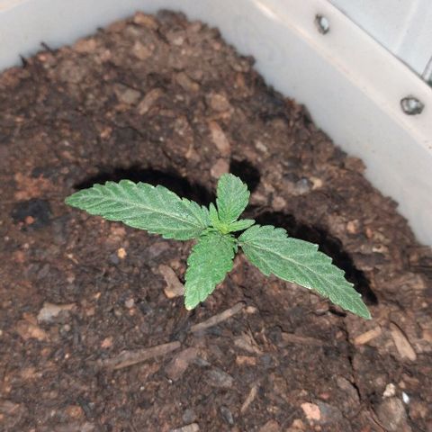 risoflora growlog photo: agora ta tomando forma