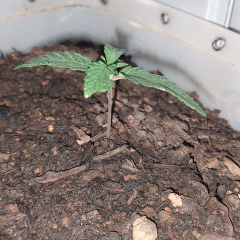 risoflora growlog photo: agora ta tomando forma